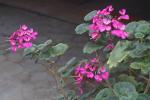 ե5cm F4.5(L)